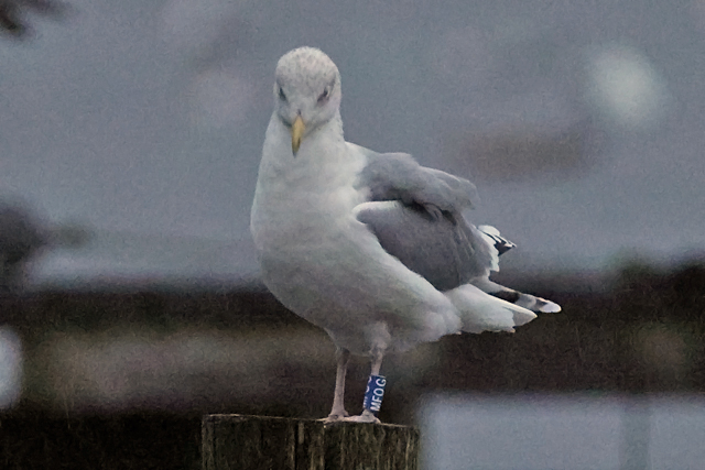 22 December 2024, Zilvermeeuw, MFOG_Hoornse Meer