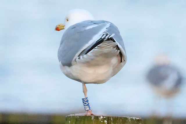 16 February 2025, Zilvermeeuw MFOG, Hoornse Meer