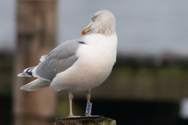 28 November 2025, Zilvermeeuw, MFOG_Kaap Hoorn
