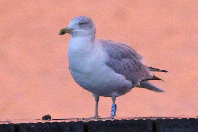 11 November 2023, Zilvermeeuw (MGOB), Hoornse Meer