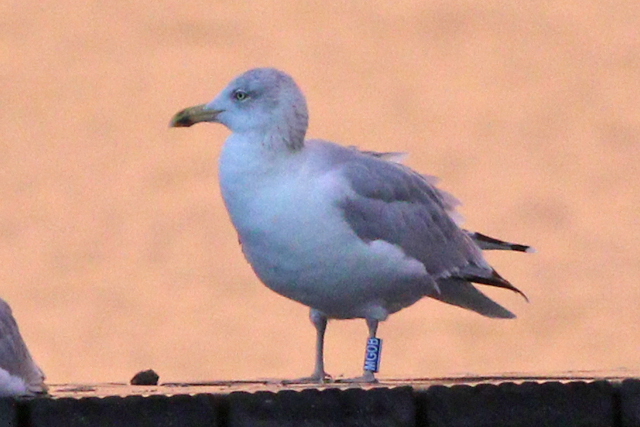 11 November 2023, Zilvermeeuw (MGOB), Hoornse Meer_02