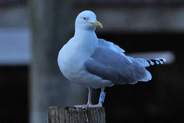 26 February 2025, Zilvermeeuw MGOR, Hoornse Meer