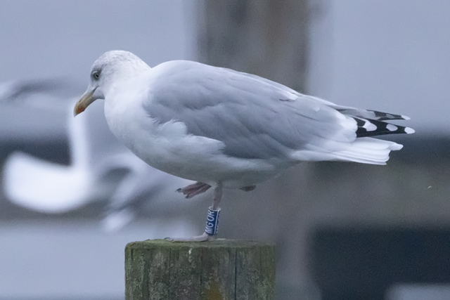 8 November 2025, Zilvermeeuw, MG0R_Kaap Hoorn