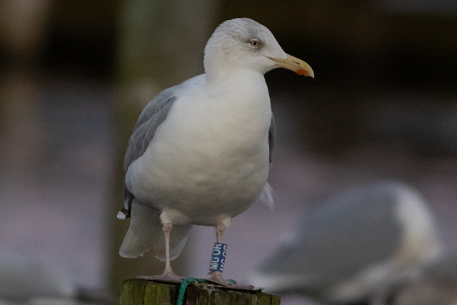 21 November 2025, Zilvermeeuw, MG0R_Kaap Hoorn