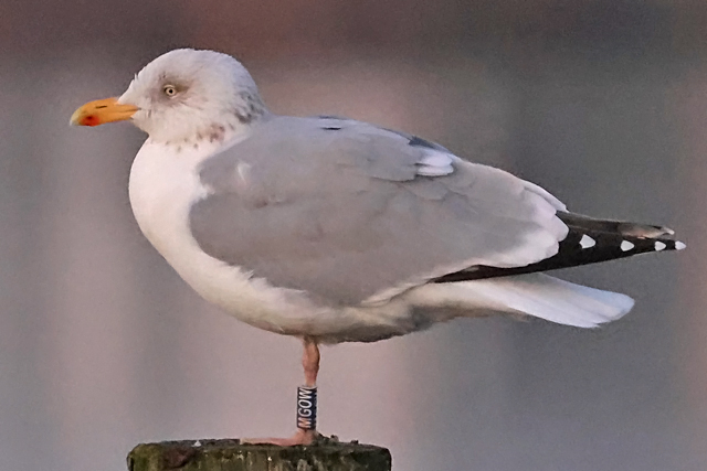31 January 2025, Zilvermeeuw, MGOW_Hoornse Meer