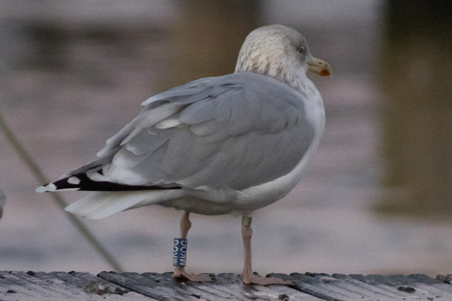 21 November 2025, Zilvermeeuw, MKOG_Hoornse Meer