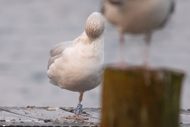 28 November 2025, Zilvermeeuw, MKOG_Kaap Hoorn