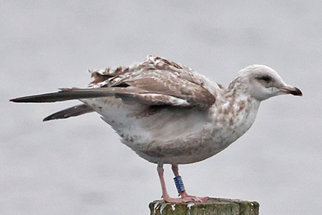 8 February 2025, Zilvermeeuw, MLOW_Hoornse Meer