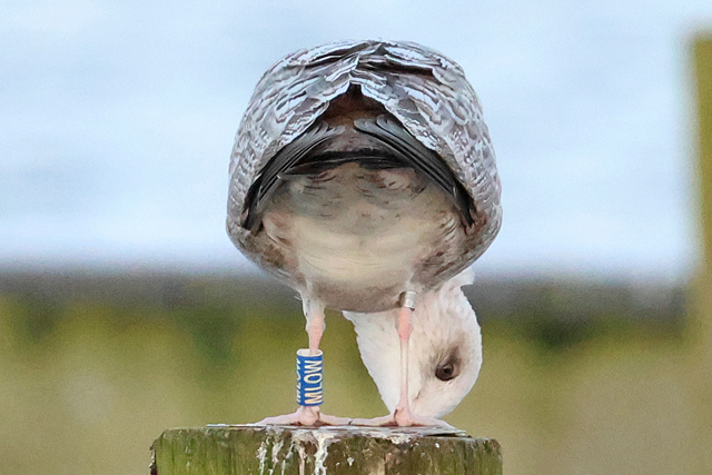 16 February 2025, Zilvermeeuw MLOW, Hoornse Meer