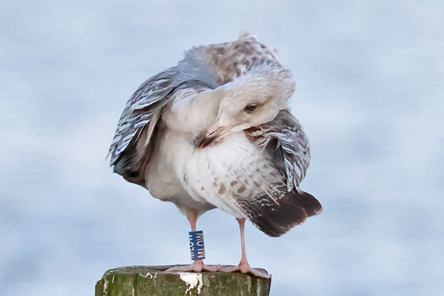 16 February 2025, Zilvermeeuw MLOW, Hoornse Meer_02