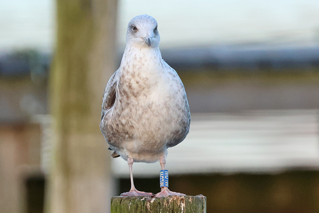 26 February 2025, Zilvermeeuw MLOW, Hoornse Meer