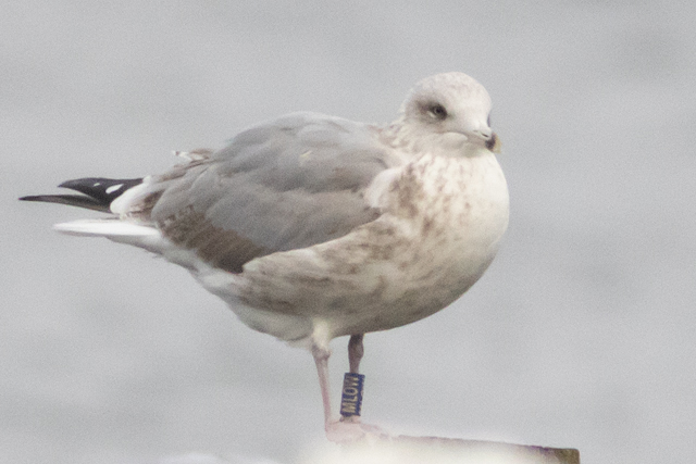 28 November 2025, Zilvermeeuw, MLOW_Kaap Hoorn