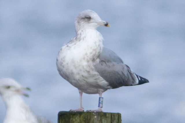 2 January 2026, Zilvermeeuw, MLOW_Kaap Hoorn