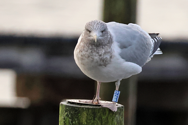 22 December 2024, Zilvermeeuw, MNOG_Hoornse Meer