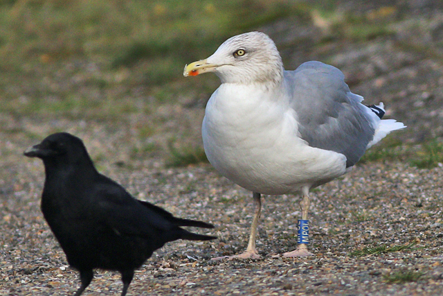 26 October 2023, Zilvermeeuw (MPOL), Lauwersoog-haven,