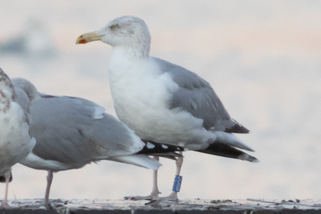 21 November 2025, Zilvermeeuw, MWOG_Hoornse Meer