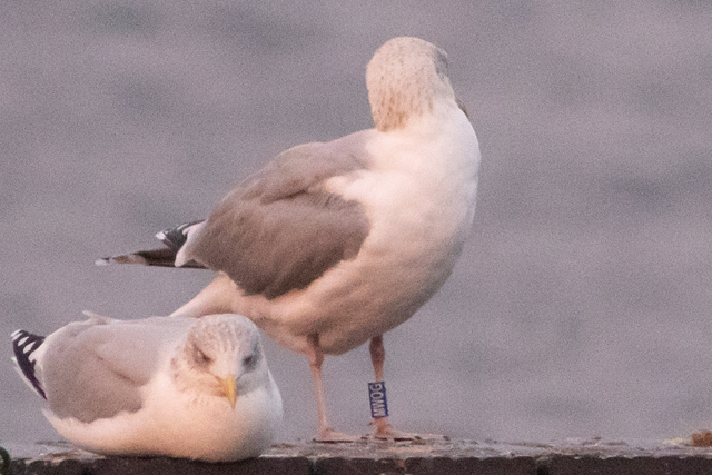 28 November 2025, Zilvermeeuw, MWOG_Kaap Hoorn