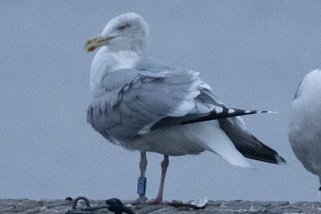 12 December 2025, Zilvermeeuw, MWOG_Kaap Hoorn