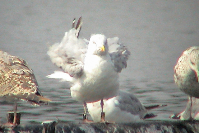 7 September 2003, Zilvermeeuw, P-7_Zandgat Beilen