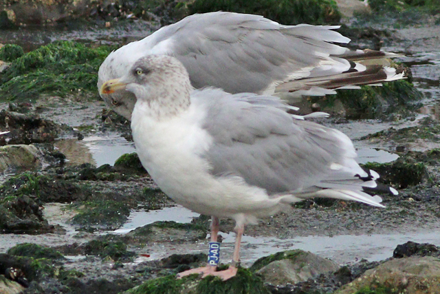 26 September 2023, Zilvermeeuw (PJ.AD), Westkapelle-zeedijk_02