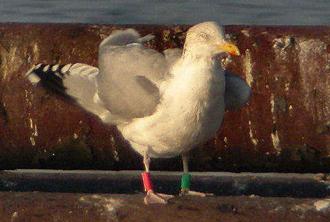14 January 2006, Zilvermeeuw, R-G_Zandgat Beilen