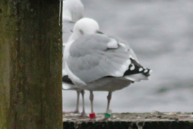 23 January 2011, Zilvermeeuw, R-WG_Hoornse Meer