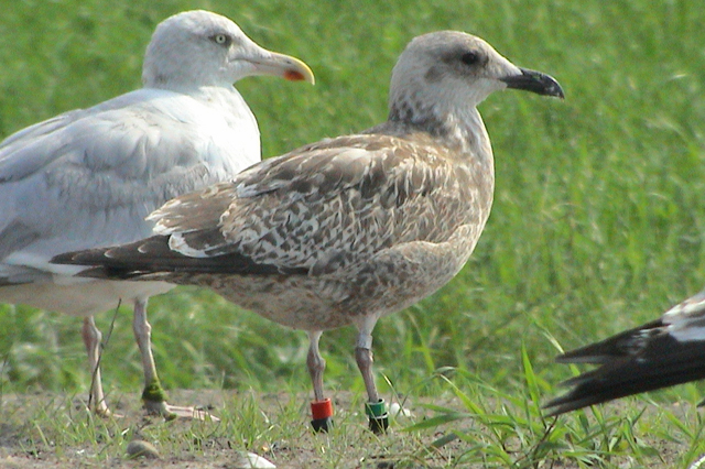 17 September 2003, Zilvermeeuw, RZ-GZ_VAM Wijster