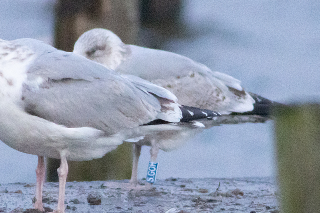 2 January 2026, Zilvermeeuw, S.GOH_Hoornse Kaap