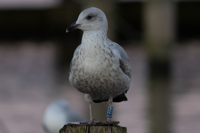 21 November 2025, Zilvermeeuw, SGOD_02_Kaap Hoorn