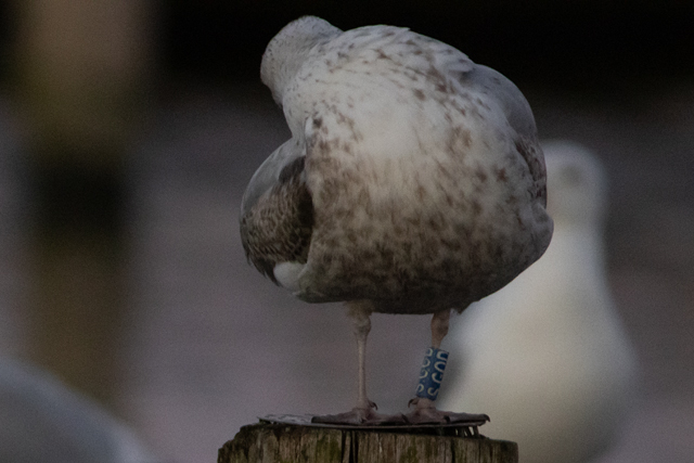 21 November 2025, Zilvermeeuw, SGOD_Hoornse Meer