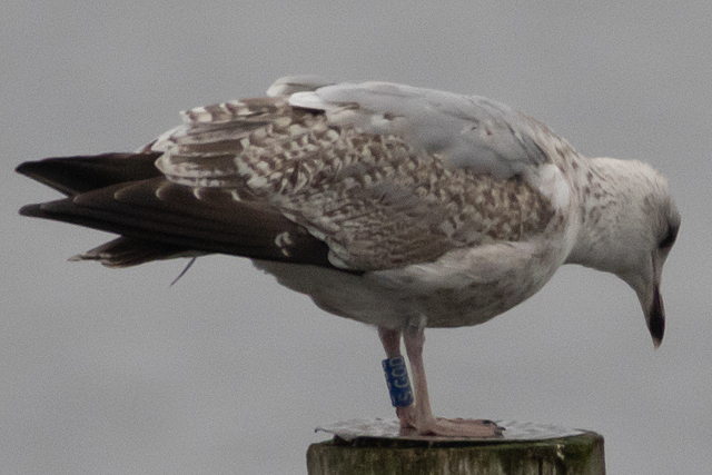 12 December 2025, Zilvermeeuw, SGOD_Kaap Hoorn