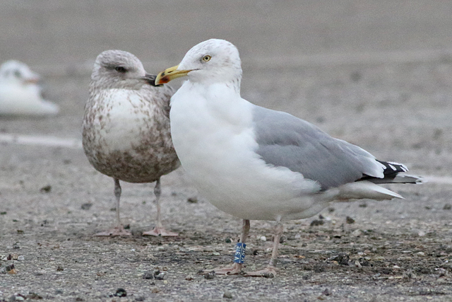 3 February 2023, Zilvermeeuw (V.91E), VAM Wijster