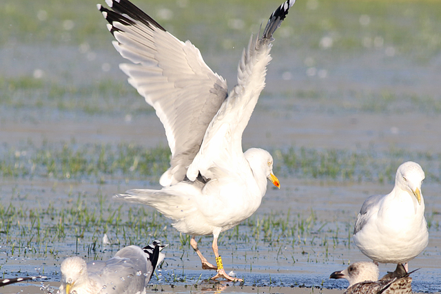 21 January 2023, Zilvermeeuw, V.HLZ_Wijster_02