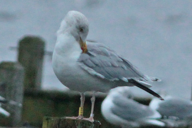 23 January 2011, Zilvermeeuw, V49M_Hoornse Meer