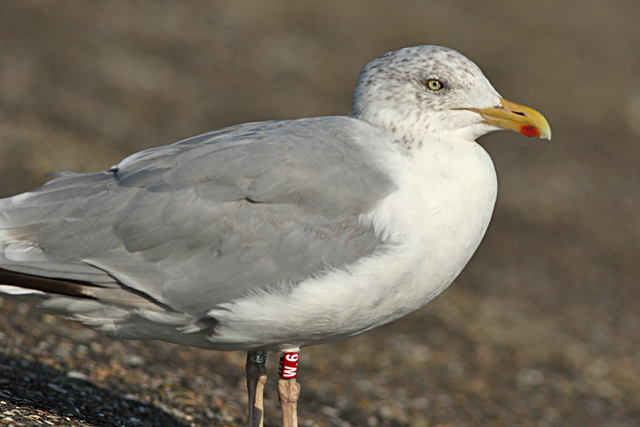 19 September 2024, Zilvermeeuw, W.6_Oosterscheldekering-Roompotsluis Buitenhaven