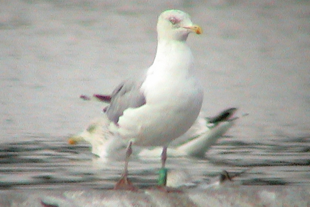 7 September 2003, Zilvermeeuw, X781_Zandgat Beilen