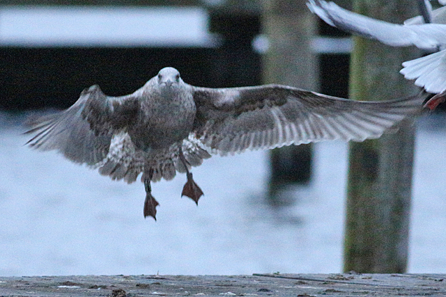 20 December 2020, Zilvermeeuw, (X952)_Hoornse Meer_02