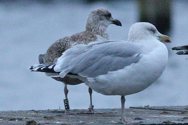 20 December 2020, Zilvermeeuw, X952_Hoornse Meer