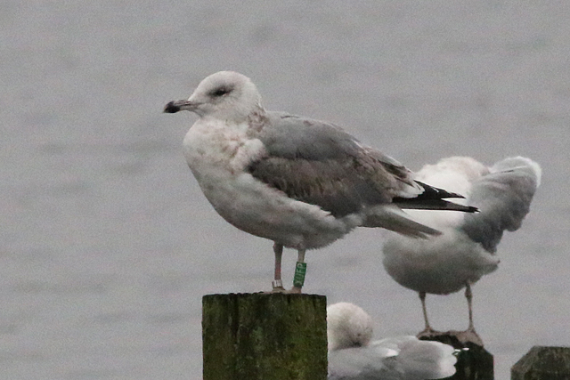 29 November 2017, Zilvermeeuw, XUFP_Hoornse Meer