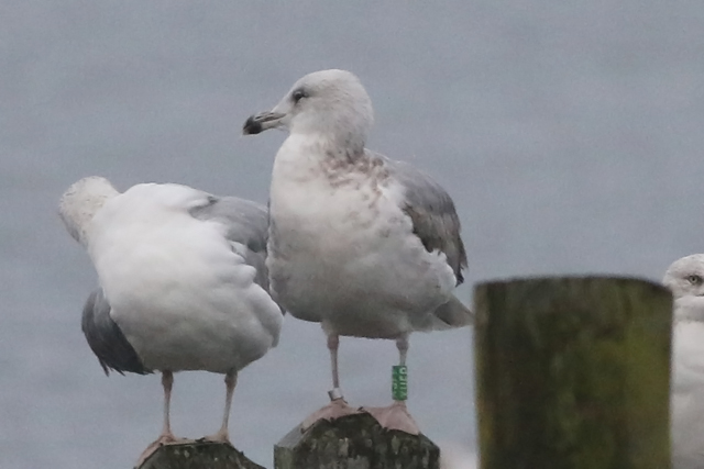 29 November 2017, Zilvermeeuw, XUFP_Hoornse Meer_02