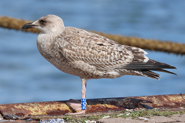 12 September 2025, Zilvermeeuw, ZVO.C_Haven Lauwersoog