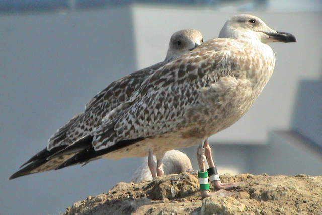 17 September 2003, Zilvermeeuw, ZW-GWG_VAM-Wijster
