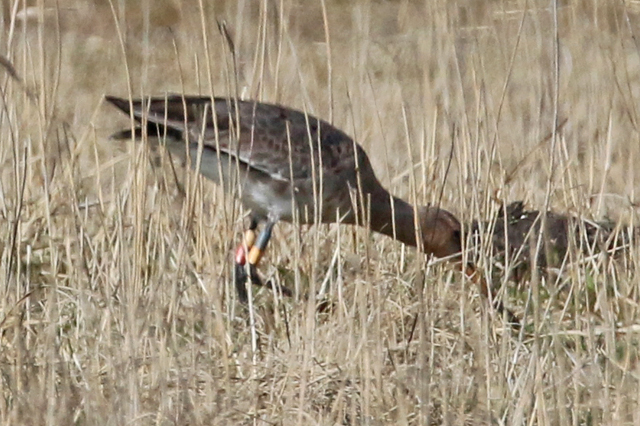 8 April 2018, Grutto, GY-YR_Lauwersmeer-Bantpolder