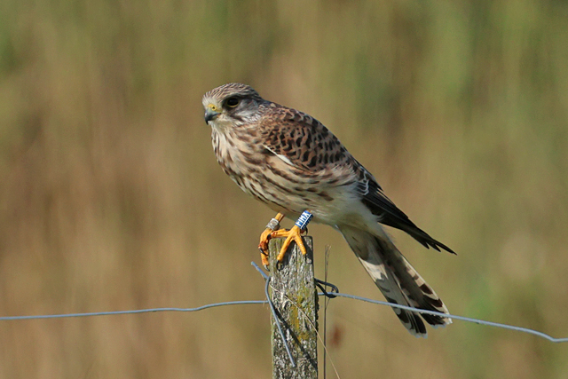 12 September 2025, Torenvalk, FHX_Ezumakeeg_02