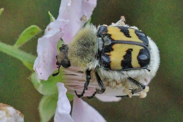 Penseelkever (fasciatus)