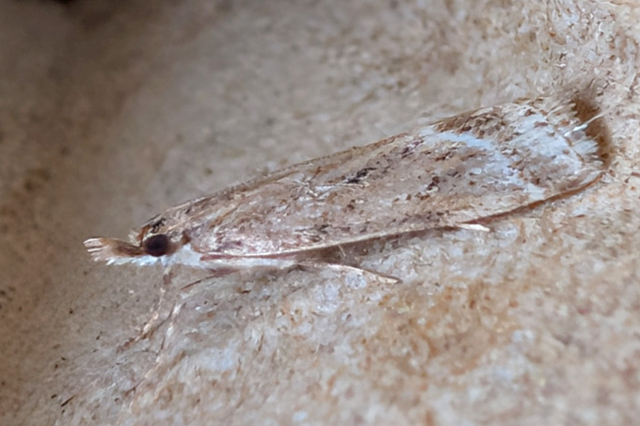 Moerasgranietmot