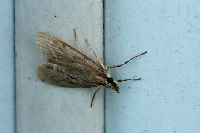 Moerasgranietmot