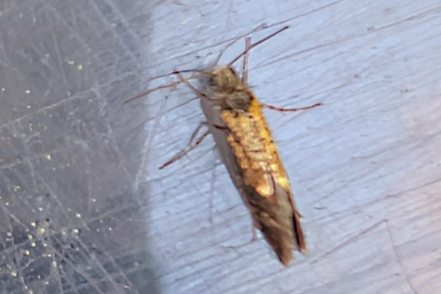 Eikenpurpermot