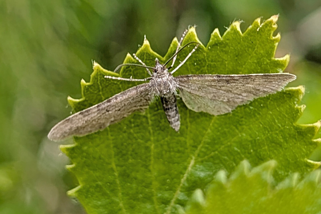 Heidedwergspanner