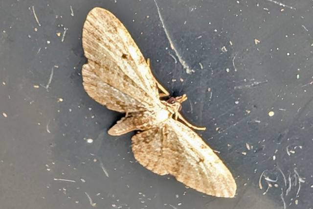 Wilgendwergspanner